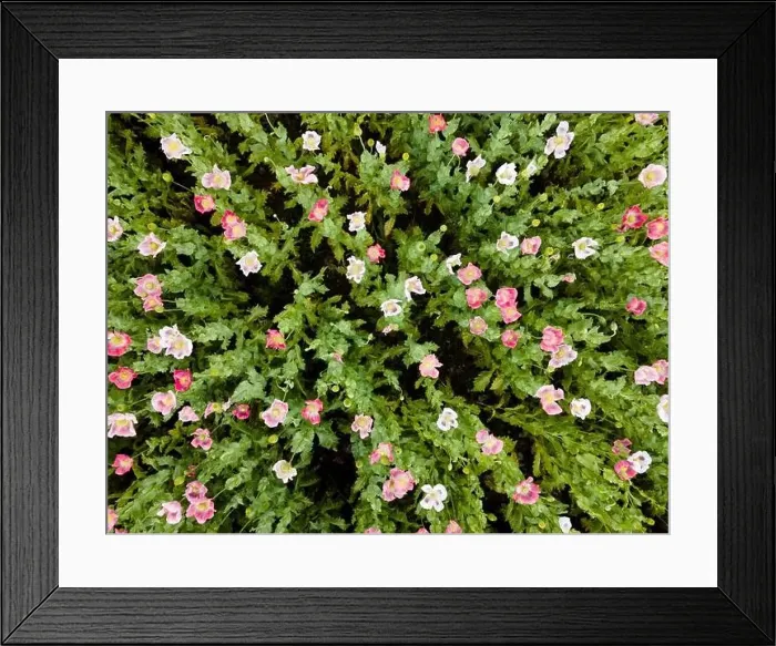 Framed Print : Drone flight over field with many colorful poppies somewhere in Austria in summer Framed Print : Drone flight over field with many colorful poppies somewhere in Austria in summer
