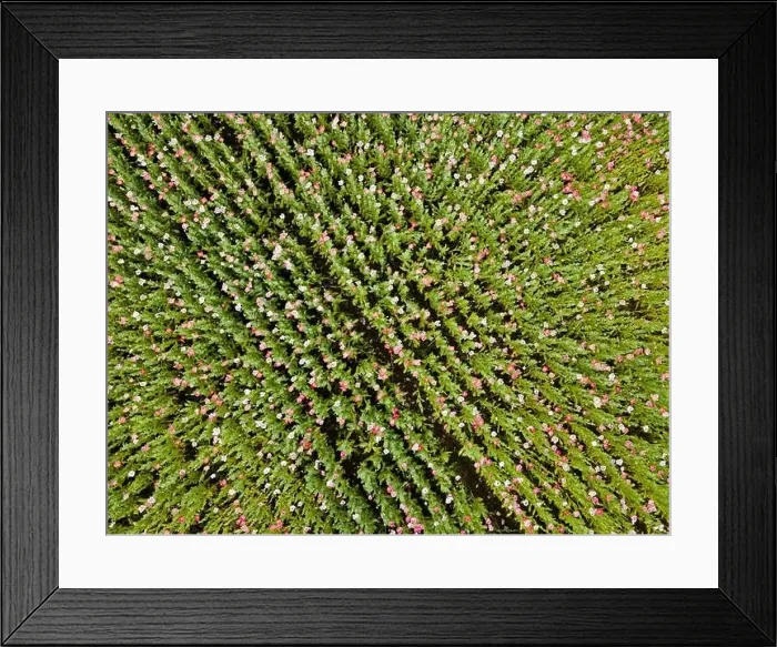 Framed Print : Drone flight over field with many colorful poppies somewhere in Austria in summer Framed Print : Drone flight over field with many colorful poppies somewhere in Austria in summer