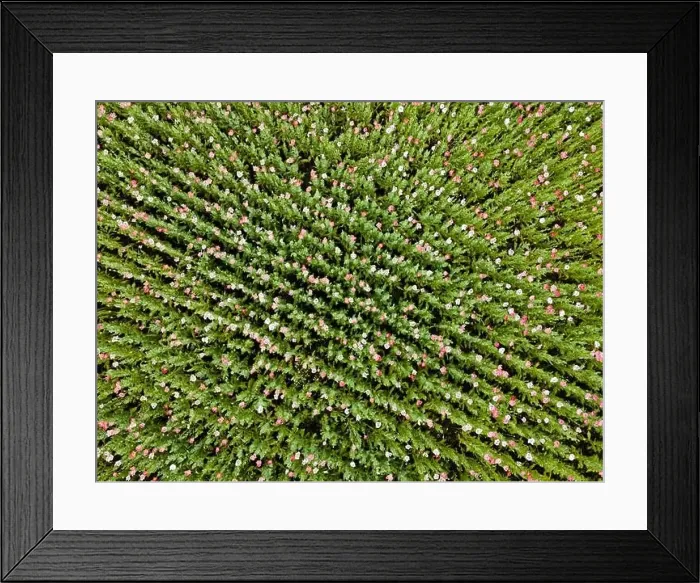 Framed Print : Drone flight over field with many colorful poppies somewhere in Austria in summer Framed Print : Drone flight over field with many colorful poppies somewhere in Austria in summer
