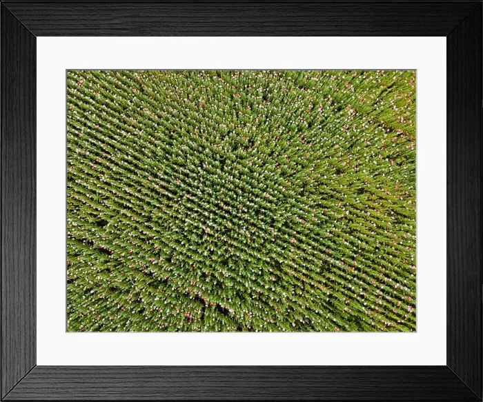 Framed Print : Drone flight over field with many colorful poppies somewhere in Austria in summer Framed Print : Drone flight over field with many colorful poppies somewhere in Austria in summer