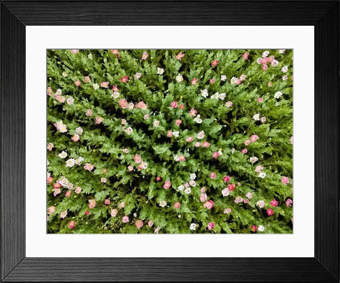 Framed Print : Drone flight over field with many colorful poppies somewhere in Austria in summer Framed Print : Drone flight over field with many colorful poppies somewhere in Austria in summer