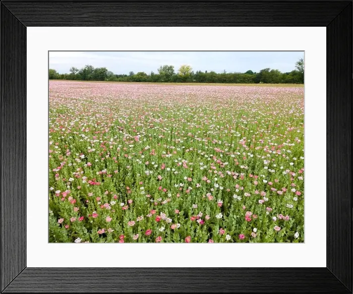 Framed Print : Drone flight over field with many colorful poppies somewhere in Austria in summer