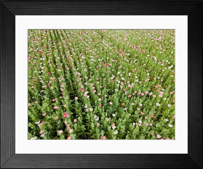 Framed Print : Drone flight over field with many colorful poppies somewhere in Austria in summer Framed Print : Drone flight over field with many colorful poppies somewhere in Austria in summer