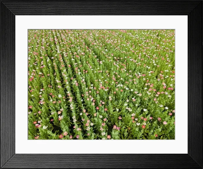 Framed Print : Drone flight over field with many colorful poppies somewhere in Austria in summer