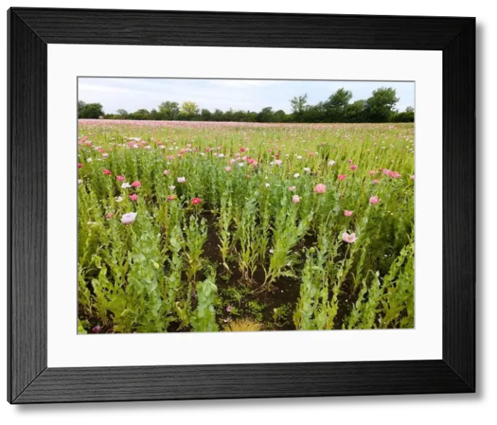 Framed Print : Drone flight over field with many colorful poppies somewhere in Austria in summer Framed Print : Drone flight over field with many colorful poppies somewhere in Austria in summer