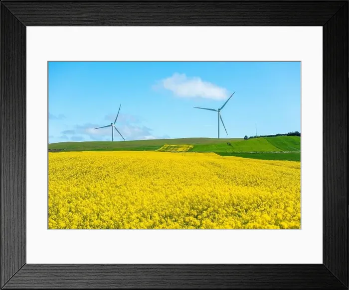 Framed Print : Canola Fields. Blooming canola fields under a blue sky with clouds. Beautiful yellow flowers