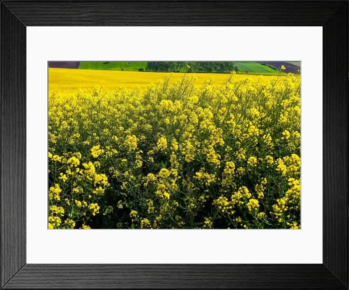 Framed Print : Canola Fields. Blooming canola fields under a blue sky with clouds. Beautiful yellow flowers