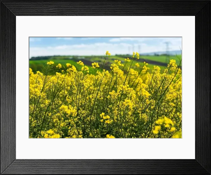 Framed Print : Canola Fields. Blooming canola fields under a blue sky with clouds. Beautiful yellow flowers