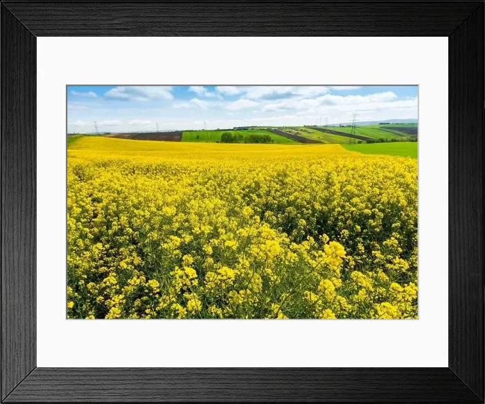 Framed Print : Canola Fields. Blooming canola fields under a blue sky with clouds. Beautiful yellow flowers