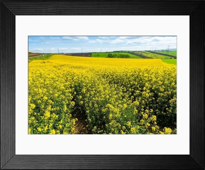 Framed Print : Canola Fields. Blooming canola fields under a blue sky with clouds. Beautiful yellow flowers Framed Print : Canola Fields. Blooming canola fields under a blue sky with clouds. Beautiful yellow flowers