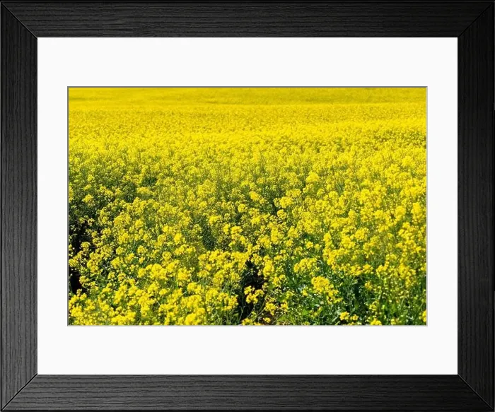 Framed Print : Canola Fields. Blooming canola fields under a blue sky with clouds. Beautiful yellow flowers
