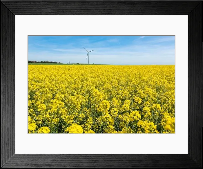 Framed Print : Canola Fields. Blooming canola fields under a blue sky with clouds. Beautiful yellow flowers Framed Print : Canola Fields. Blooming canola fields under a blue sky with clouds. Beautiful yellow flowers