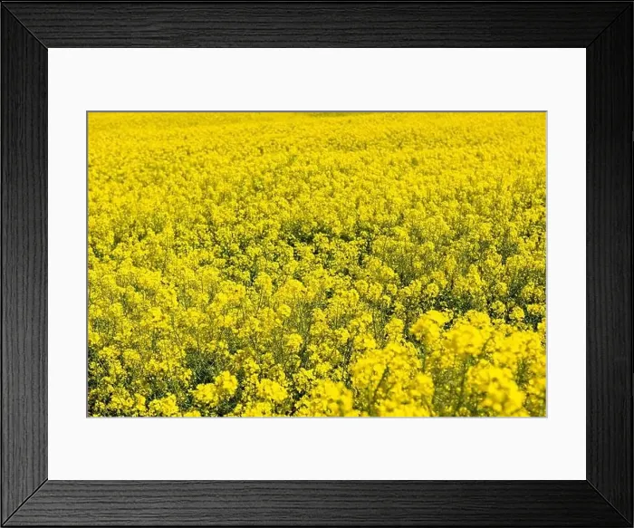 Framed Print : Canola Fields. Blooming canola fields under a blue sky with clouds. Beautiful yellow flowers