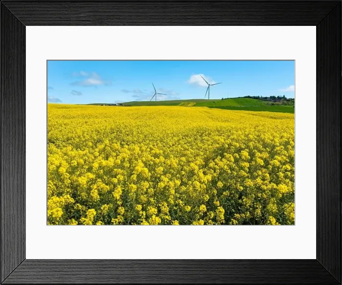 Framed Print : Canola Fields. Blooming canola fields under a blue sky with clouds. Beautiful yellow flowers