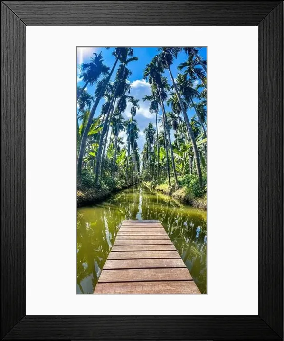 Framed Print : Aerial view of a palm tree plantation, in Nakhon Pathom, Thailand Framed Print : Aerial view of a palm tree plantation, in Nakhon Pathom, Thailand