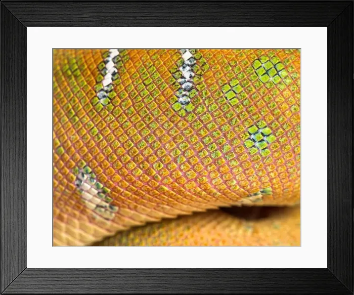 Framed Print : scales detail of Juvenile Emerald tree boa Corallus caninus Framed Print : scales detail of Juvenile Emerald tree boa Corallus caninus