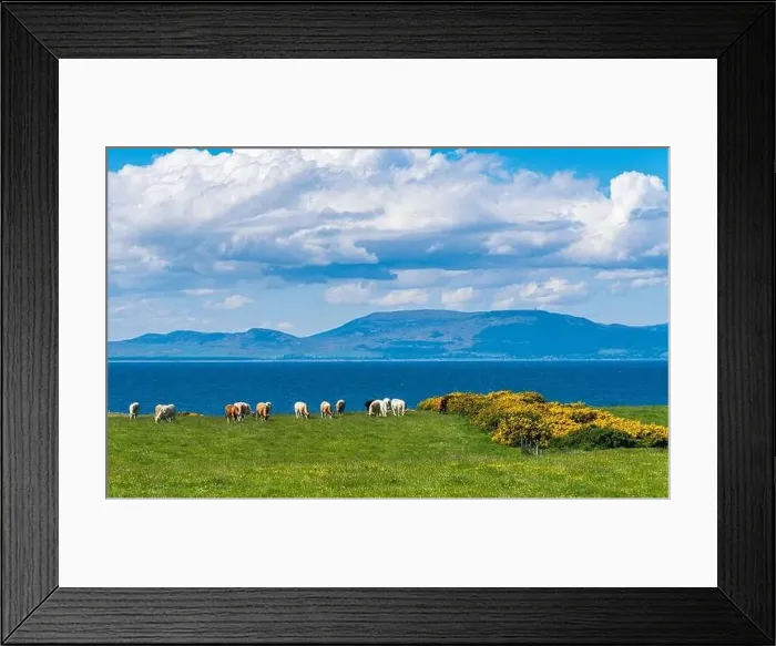 Framed Print : Bulls and Cows on Fields over Coastline, English Village, England, Europe Framed Print : Bulls and Cows on Fields over Coastline, English Village, England, Europe