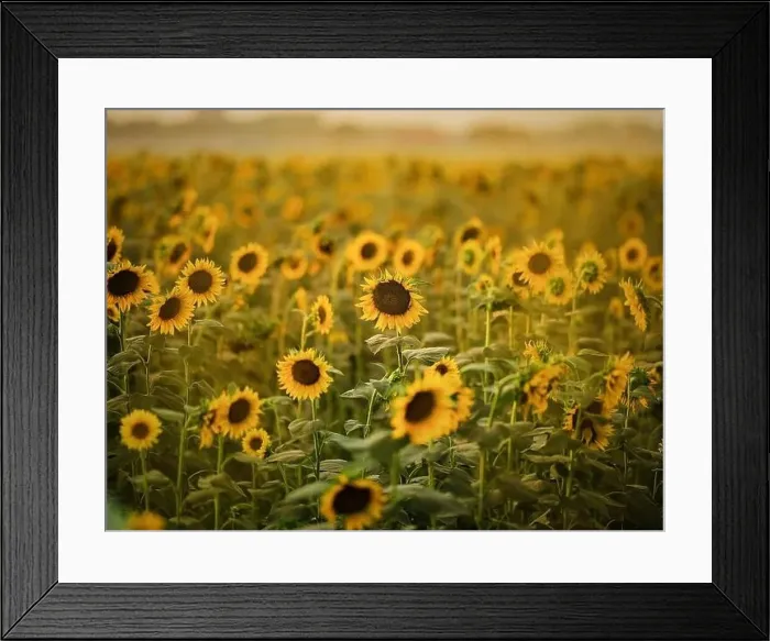 Framed Print : Drone. Aerial view. Field of blooming sunflowers Framed Print : Drone. Aerial view. Field of blooming sunflowers