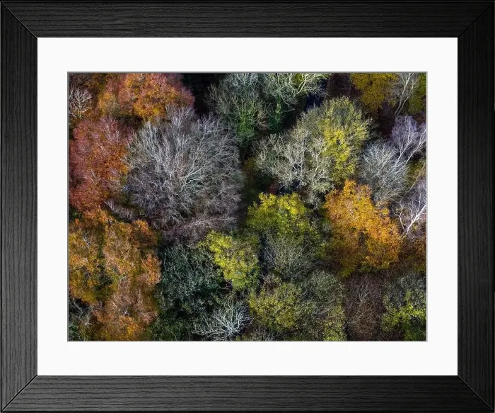 Framed Print : Aerial view of tree tops in various stage of colour though Autumn Framed Print : Aerial view of tree tops in various stage of colour though Autumn
