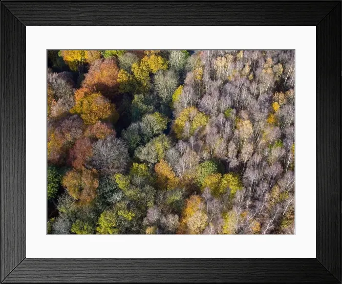 Framed Print : Aerial view of tree tops in various stage of colour though Autumn Framed Print : Aerial view of tree tops in various stage of colour though Autumn