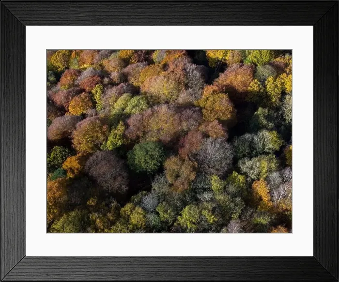 Framed Print : Aerial view of tree tops in various stage of colour though Autumn Framed Print : Aerial view of tree tops in various stage of colour though Autumn