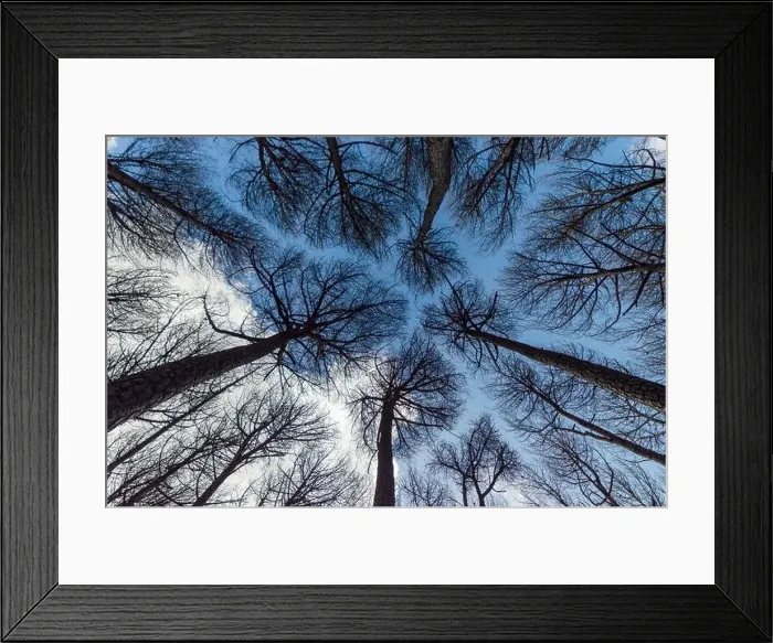 Framed Print : Pine trees seen from below making a fractal design with the sky as background Framed Print : Pine trees seen from below making a fractal design with the sky as background