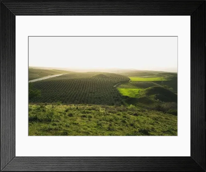 Framed Print : Aerial landscape view of trees Framed Print : Aerial landscape view of trees