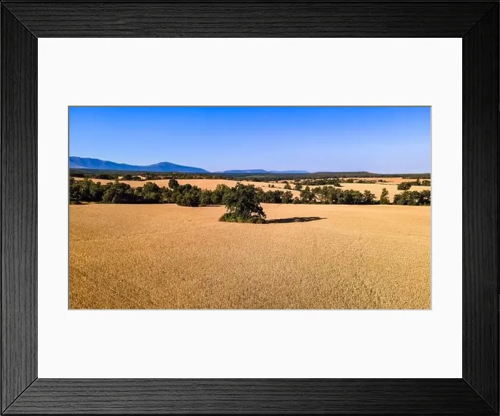 Framed Print : Aerial view of cereal field before harvest on sunny day and blue sky. Segovia Framed Print : Aerial view of cereal field before harvest on sunny day and blue sky. Segovia