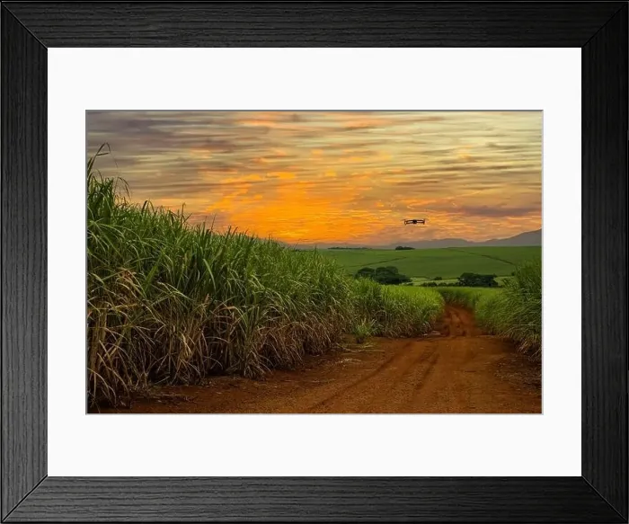 Framed Print : photo of a drone flying over sugarcane fields at dusk