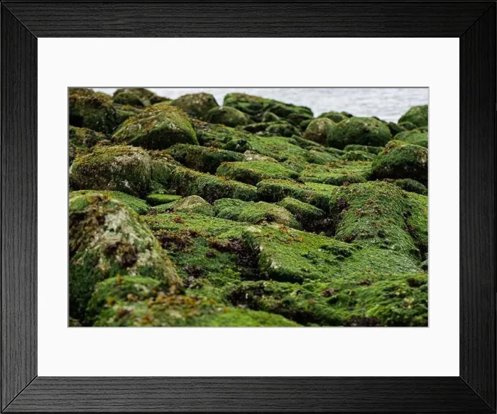Framed Print : Mossy Rocks and Stones Framed Print : Mossy Rocks and Stones