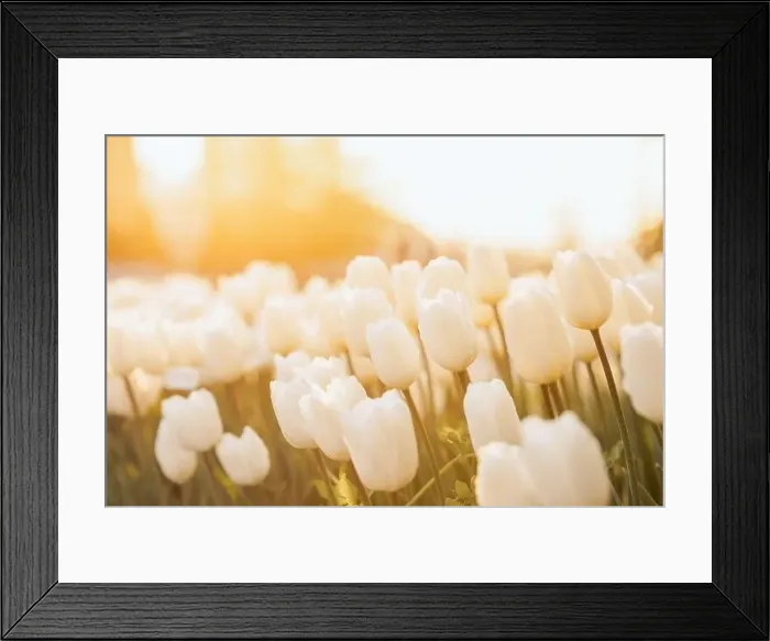 Framed Print : large beautiful field with tulips in Ukraine Framed Print : large beautiful field with tulips in Ukraine