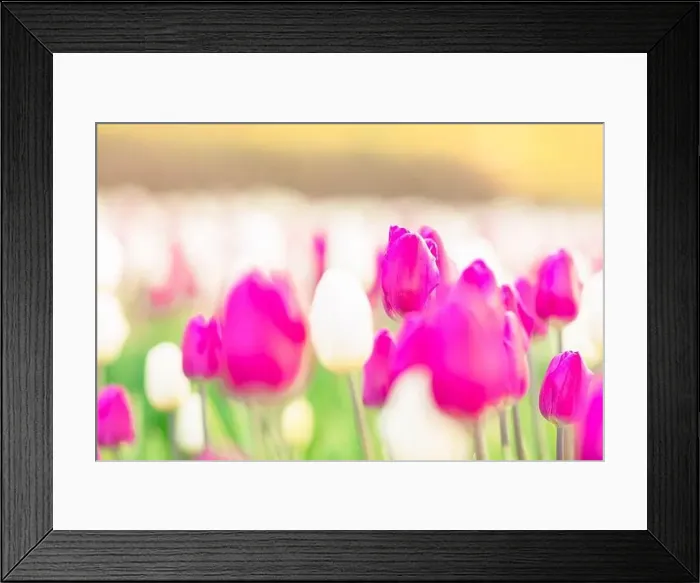 Framed Print : large beautiful field with tulips in Ukraine Framed Print : large beautiful field with tulips in Ukraine