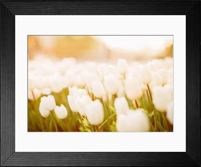 Framed Print : large beautiful field with tulips in Ukraine Framed Print : large beautiful field with tulips in Ukraine