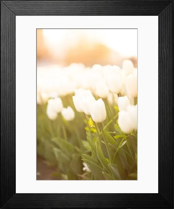 Framed Print : large beautiful field with tulips in Ukraine Framed Print : large beautiful field with tulips in Ukraine