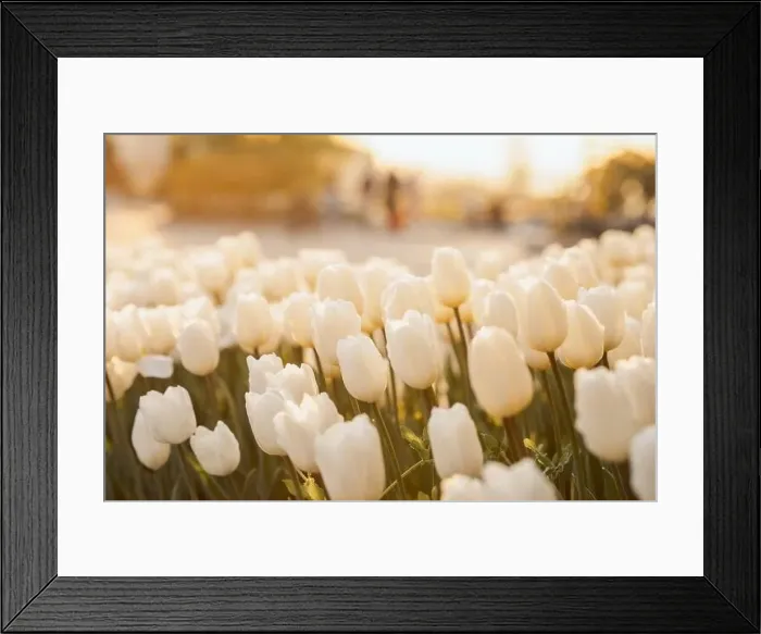 Framed Print : large beautiful field with tulips in Ukraine Framed Print : large beautiful field with tulips in Ukraine