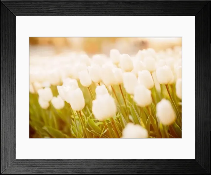Framed Print : large beautiful field with tulips in Ukraine Framed Print : large beautiful field with tulips in Ukraine