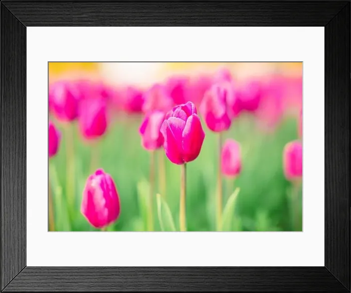 Framed Print : large beautiful field with tulips in Ukraine Framed Print : large beautiful field with tulips in Ukraine