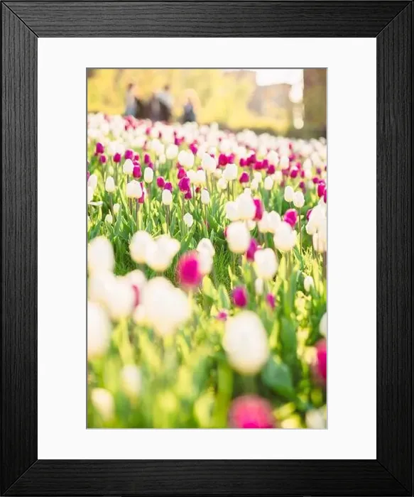 Framed Print : large beautiful field with tulips in Ukraine Framed Print : large beautiful field with tulips in Ukraine
