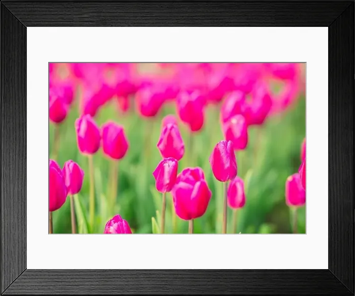 Framed Print : large beautiful field with tulips in Ukraine Framed Print : large beautiful field with tulips in Ukraine