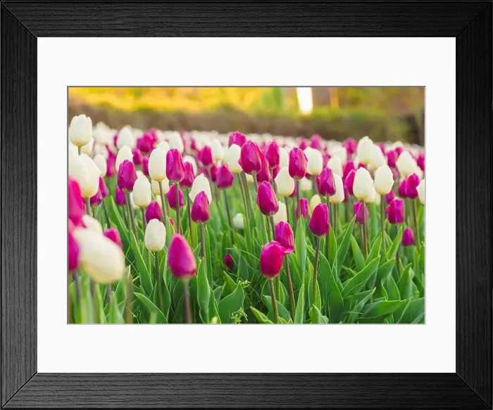 Framed Print : large beautiful field with tulips in Ukraine Framed Print : large beautiful field with tulips in Ukraine