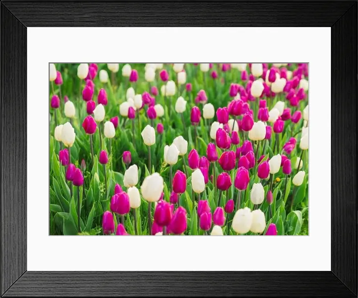 Framed Print : large beautiful field with tulips in Ukraine Framed Print : large beautiful field with tulips in Ukraine