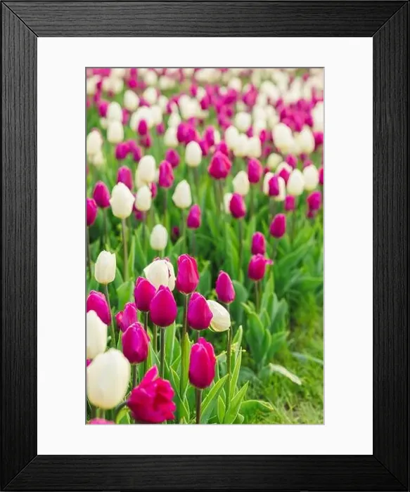 Framed Print : large beautiful field with tulips in Ukraine Framed Print : large beautiful field with tulips in Ukraine