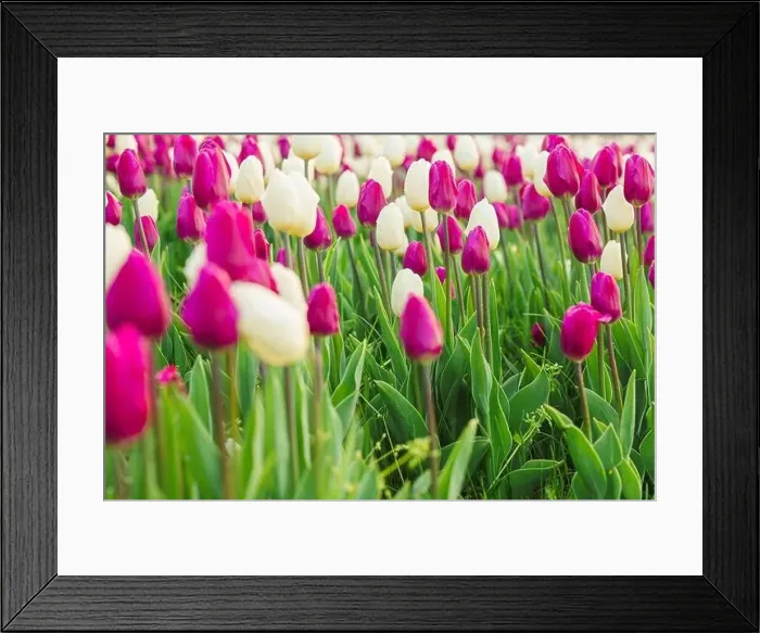 Framed Print : large beautiful field with tulips in Ukraine Framed Print : large beautiful field with tulips in Ukraine