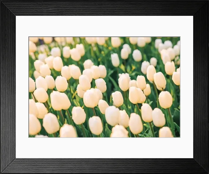 Framed Print : large beautiful field with tulips in Ukraine Framed Print : large beautiful field with tulips in Ukraine