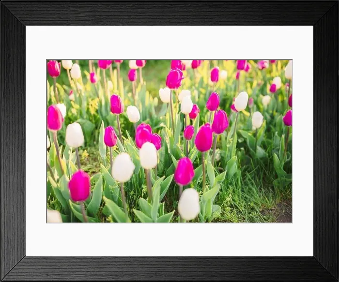 Framed Print : large beautiful field with tulips in Ukraine Framed Print : large beautiful field with tulips in Ukraine