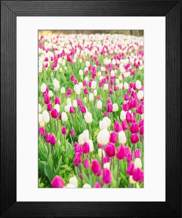 Framed Print : large beautiful field with tulips in Ukraine Framed Print : large beautiful field with tulips in Ukraine