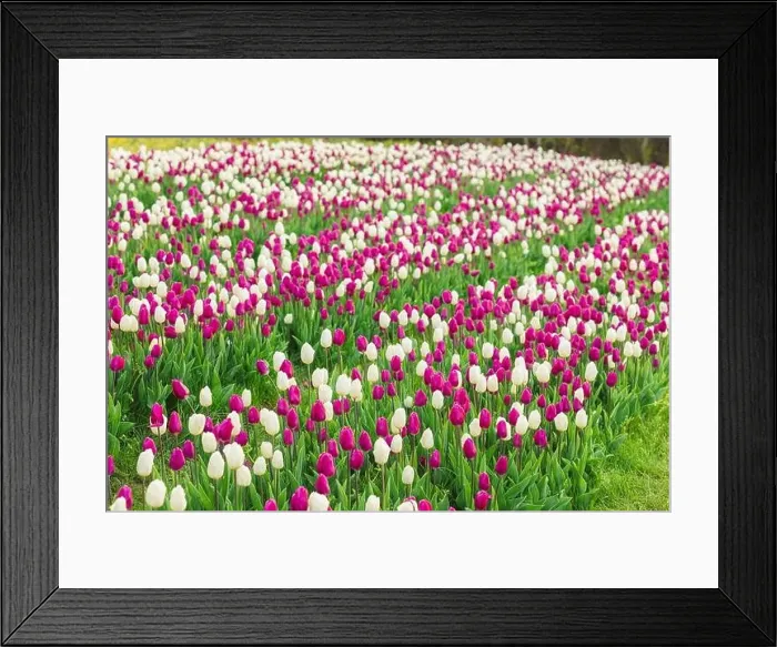 Framed Print : large beautiful field with tulips in Ukraine Framed Print : large beautiful field with tulips in Ukraine
