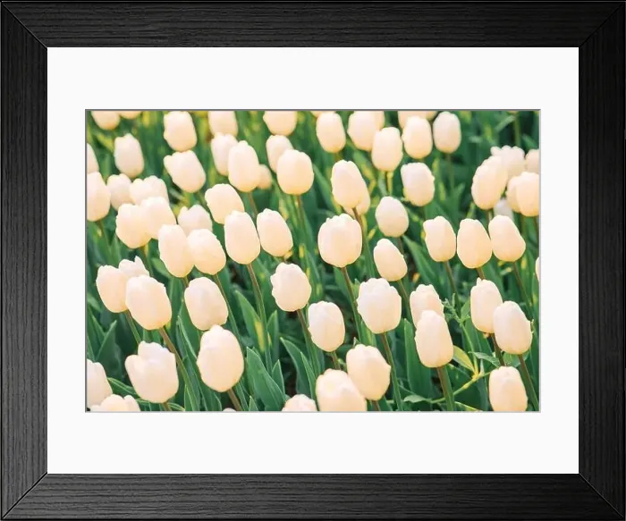 Framed Print : large beautiful field with tulips in Ukraine Framed Print : large beautiful field with tulips in Ukraine