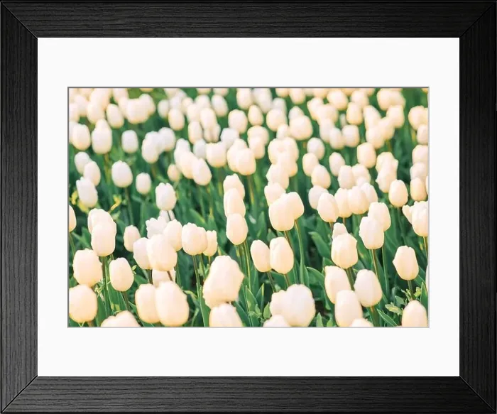Framed Print : large beautiful field with tulips in Ukraine Framed Print : large beautiful field with tulips in Ukraine