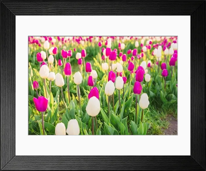 Framed Print : large beautiful field with tulips in Ukraine Framed Print : large beautiful field with tulips in Ukraine